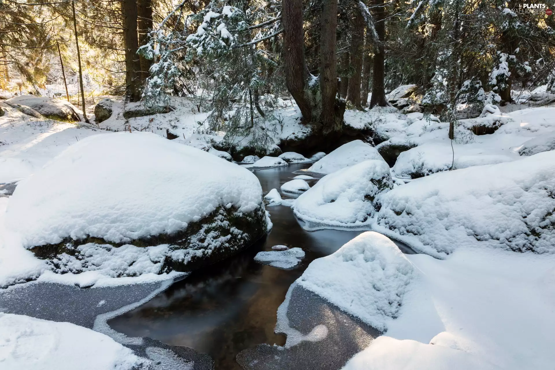 trees, viewes, River, Stones, winter