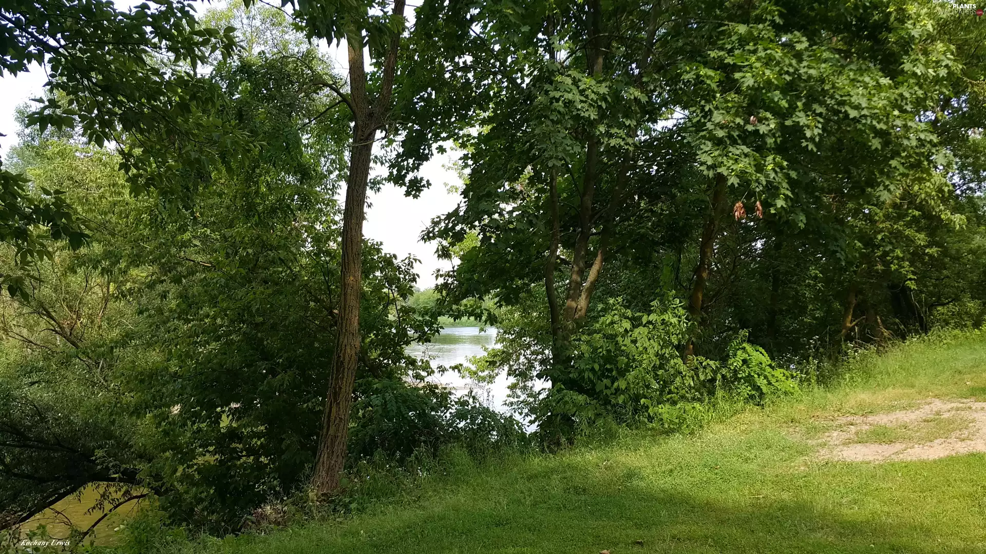 trees, viewes, rivers, coast, fragment