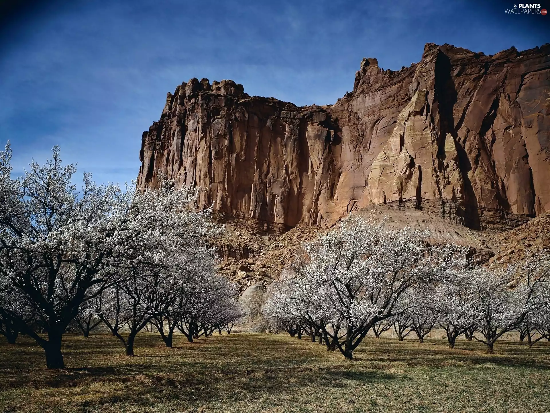 rocks, Canyon, trees, viewes, flourishing, rock