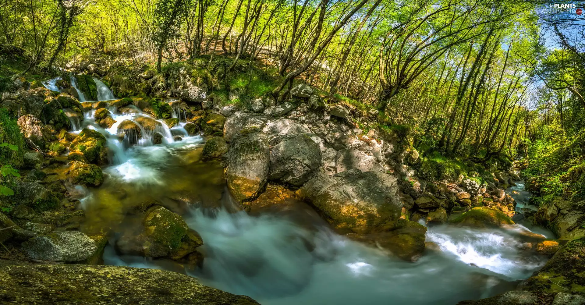 trees, viewes, rocks, flux, forest