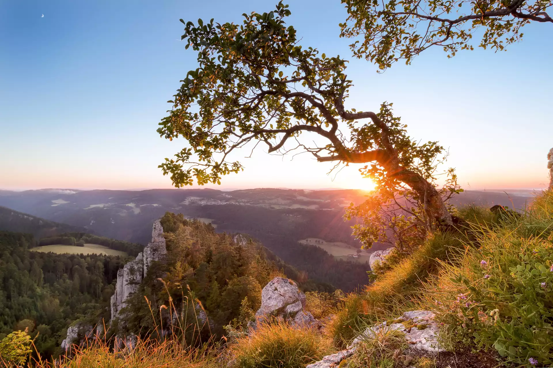 trees, viewes, rocks, Sunrise, Mountains