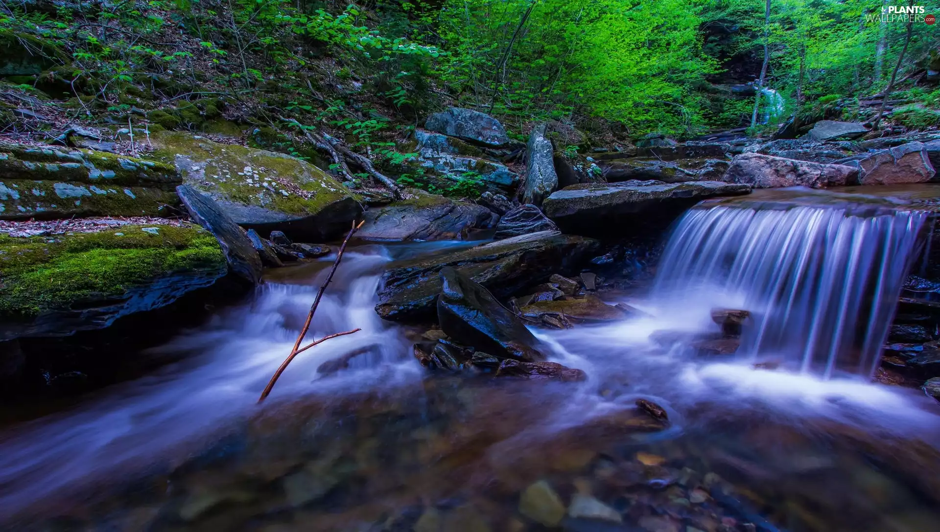 trees, viewes, Rocks, Stones, River