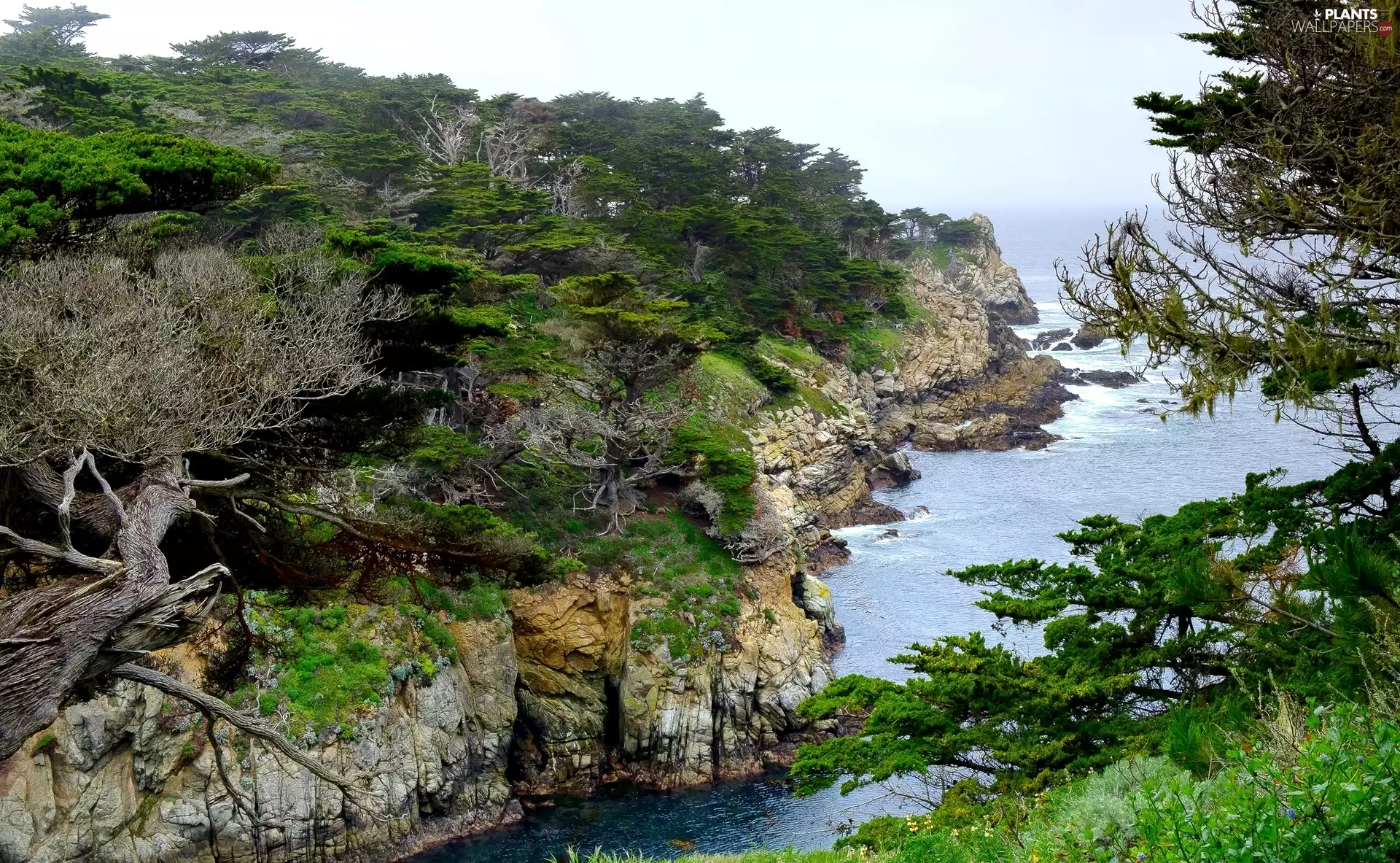 trees, viewes, rocks, Coast, sea