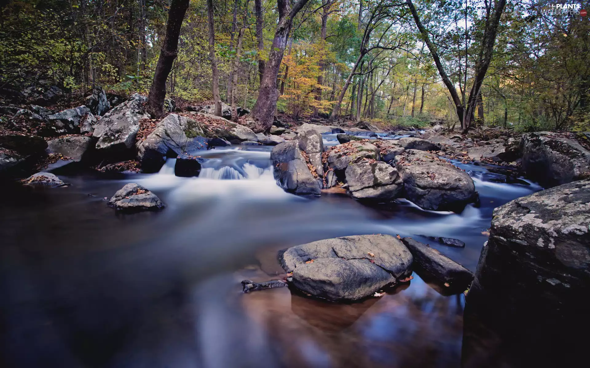 Stones, River, trees, viewes, forest, rocks