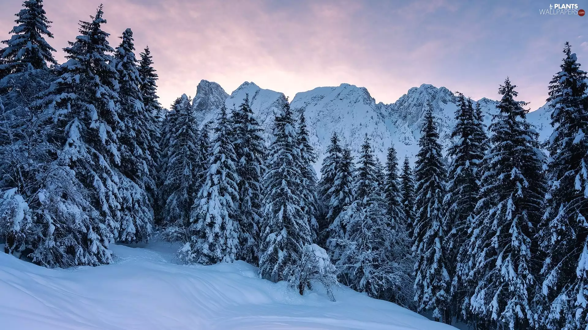 Mountains, winter, trees, viewes, forest, Rocky