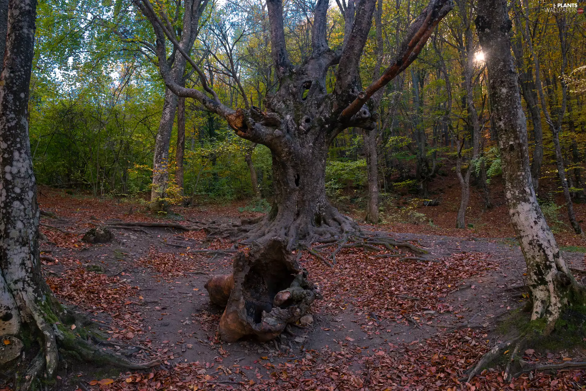 old, trees, roots, viewes, forest, trees, Leaf