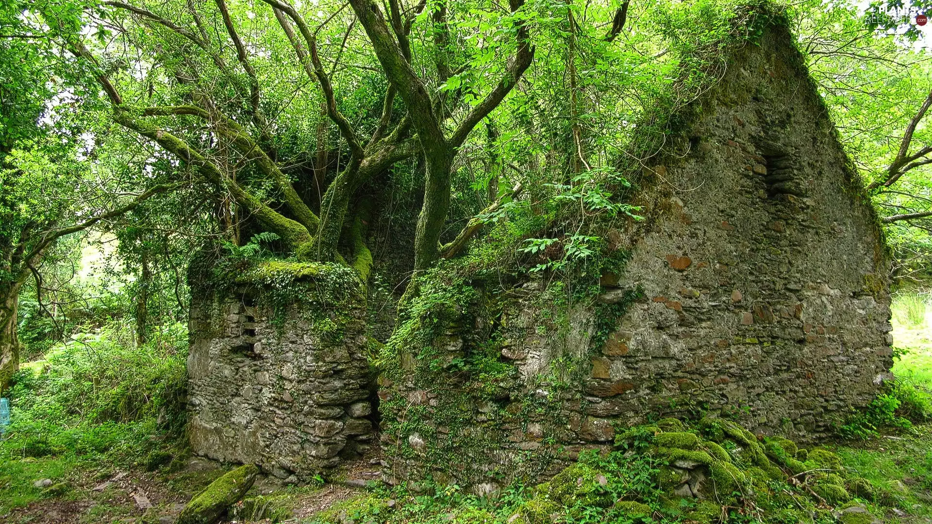 trees, viewes, ruin, VEGETATION, house