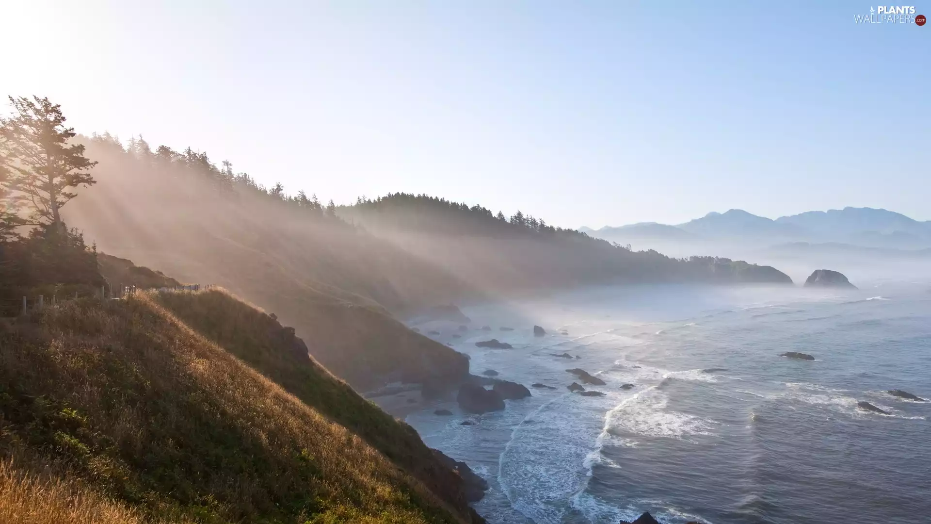 rays, Coast, trees, viewes, sun, sea