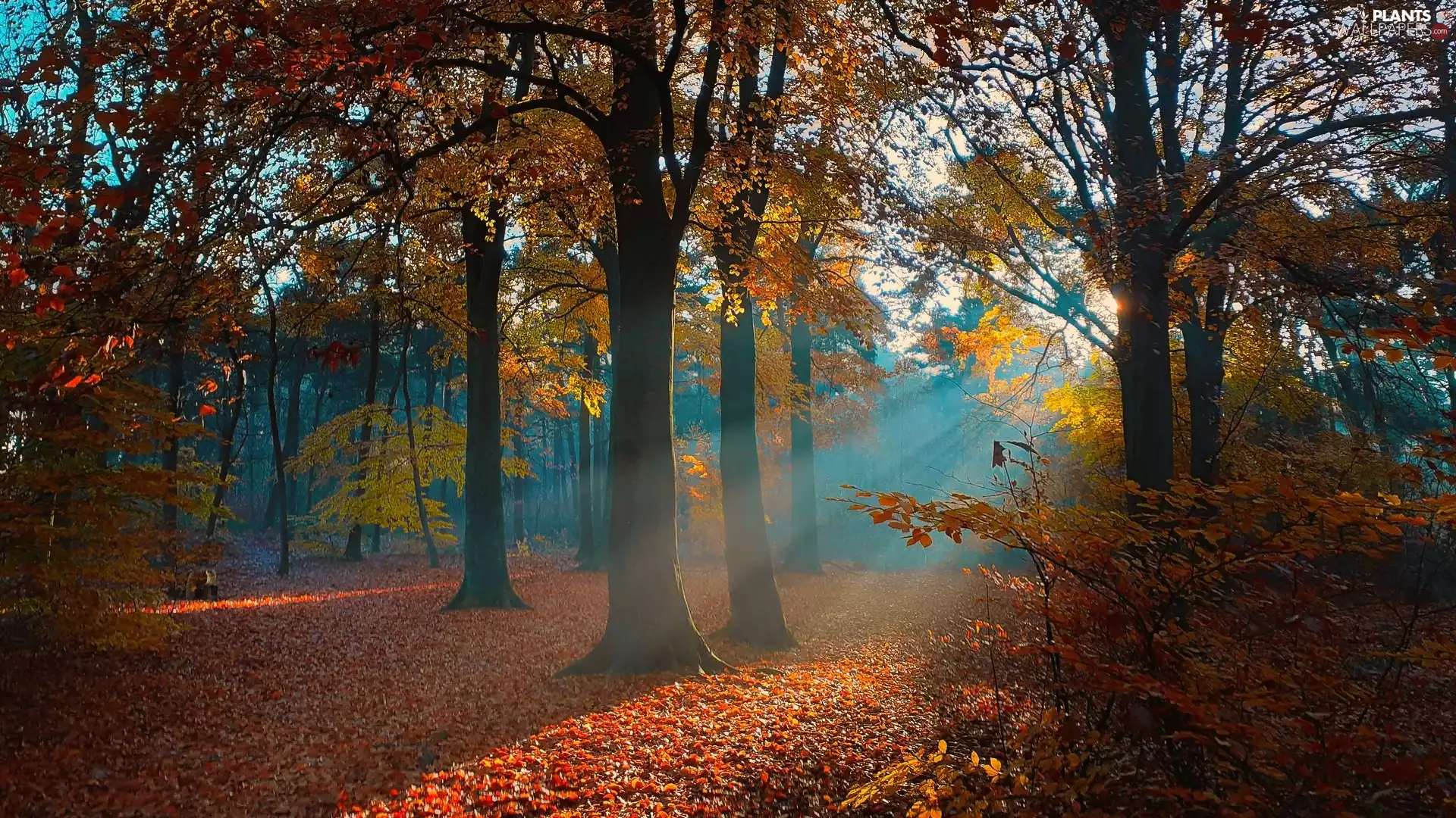viewes, forest, Brown, trees, autumn, light breaking through sky, Leaf
