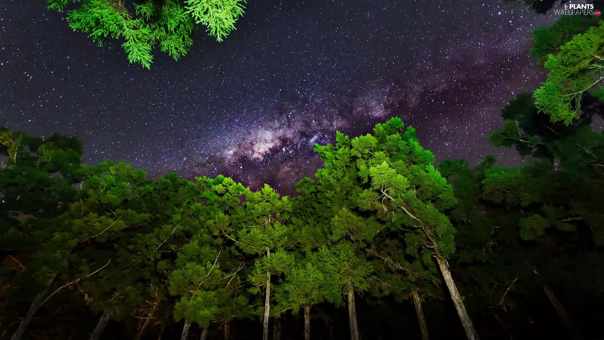 trees, viewes, Sky, star, Night