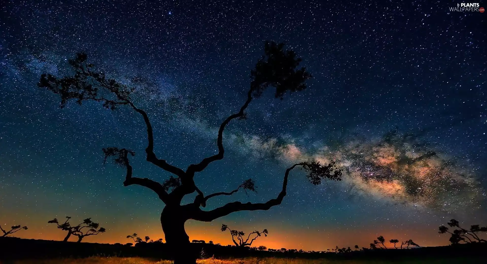 trees, viewes, Sky, star, Night