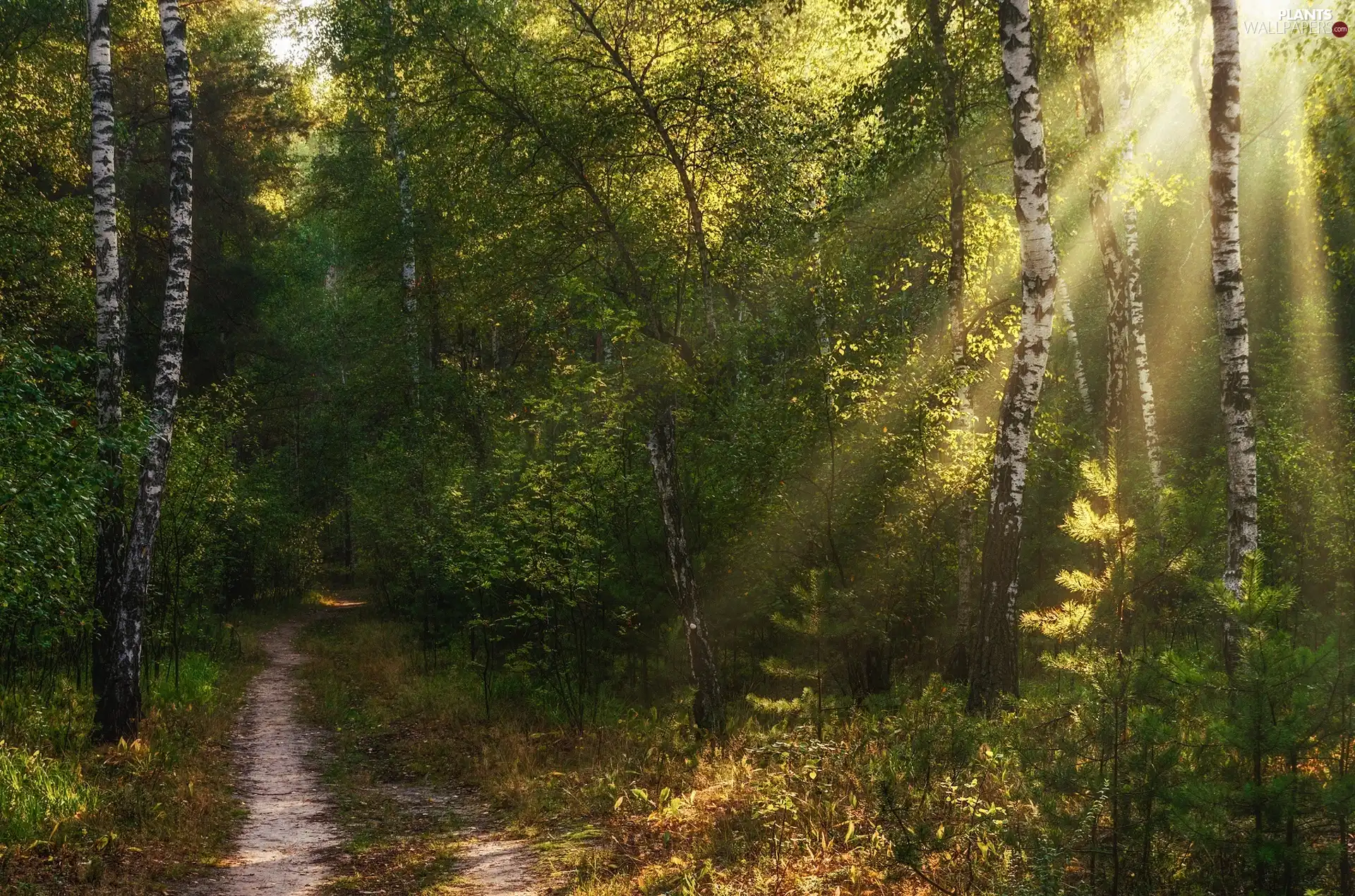 viewes, forest, Way, light breaking through sky, birch, trees