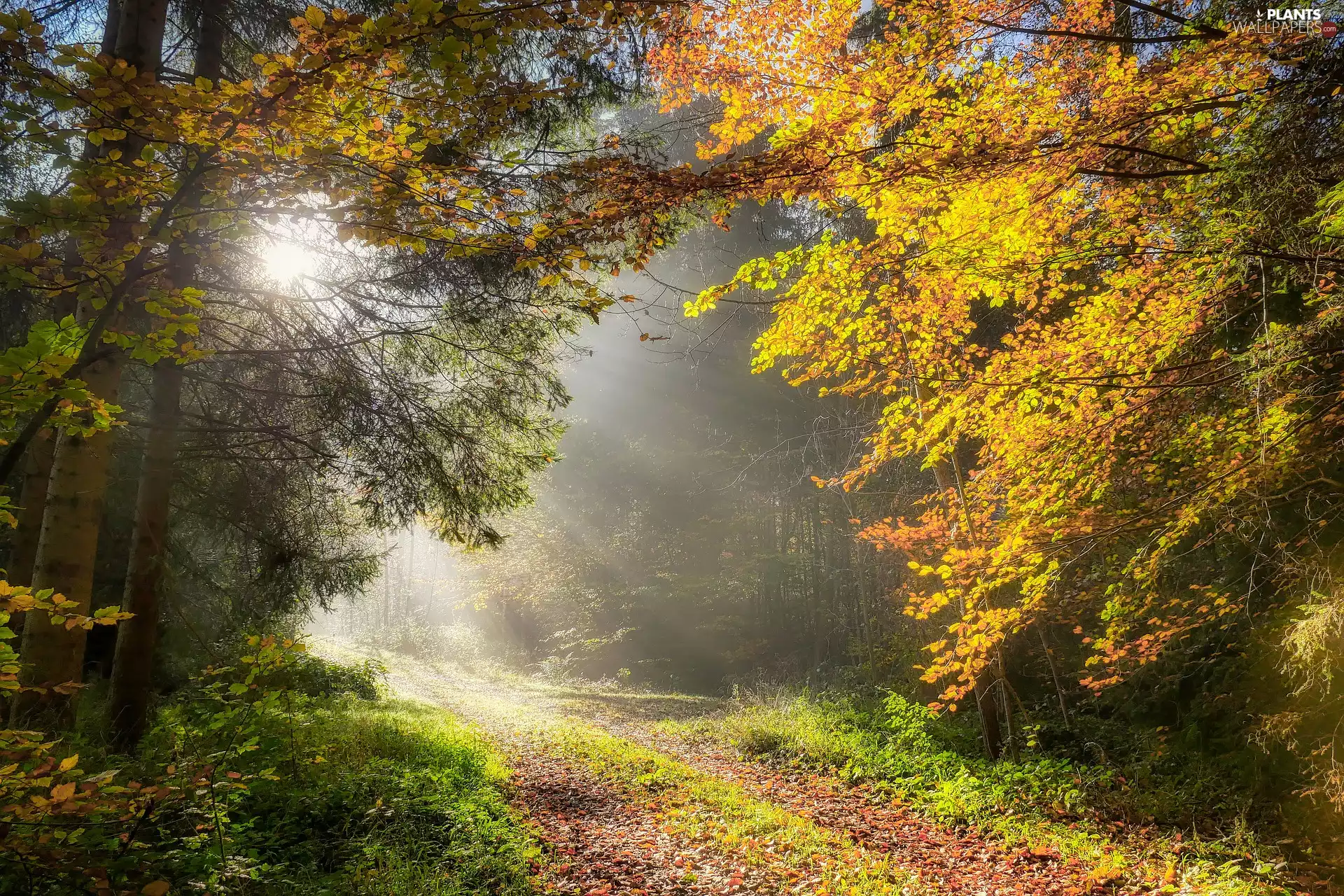 viewes, forest, Leaf, light breaking through sky, Path, trees