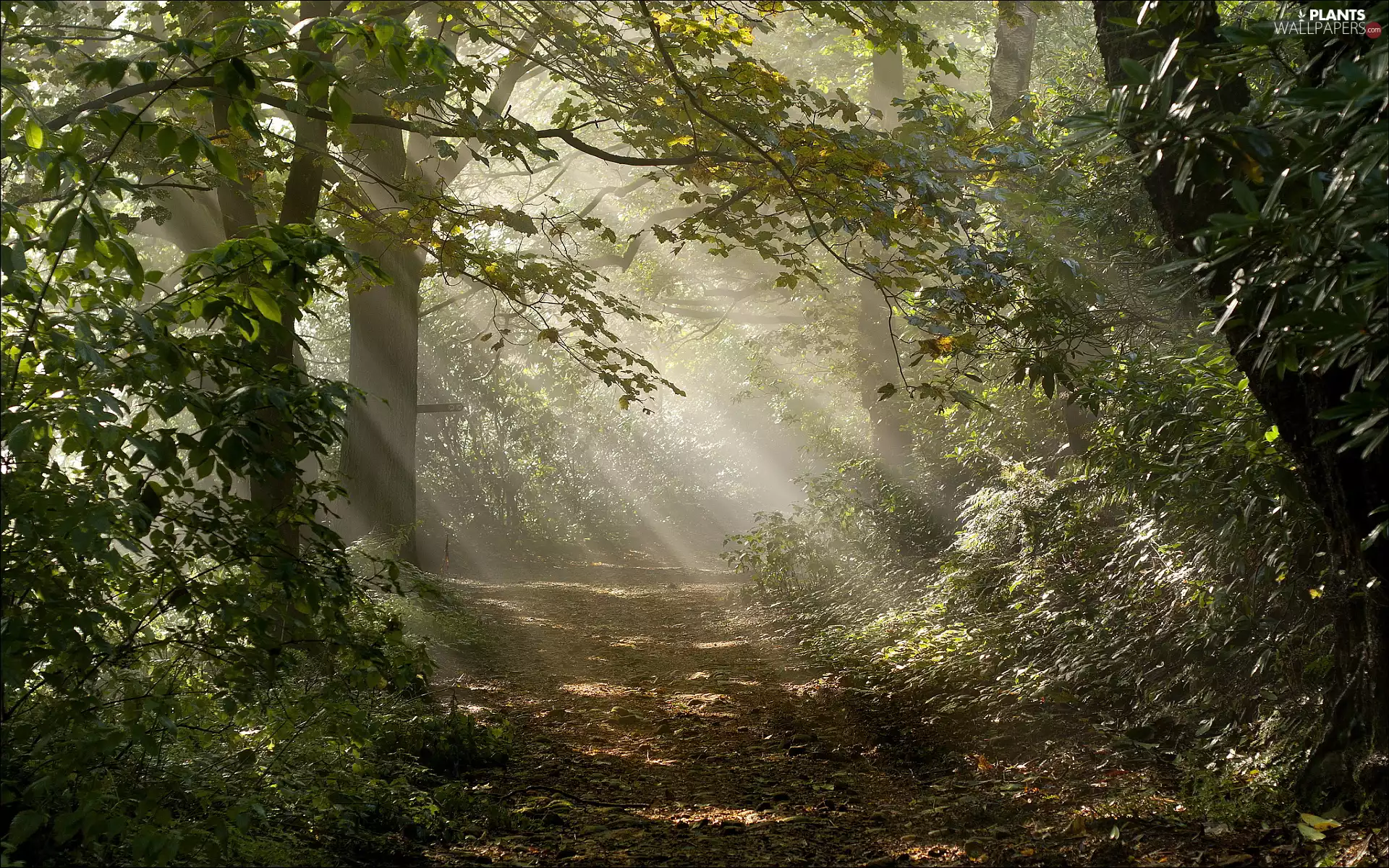viewes, forest, VEGETATION, light breaking through sky, Path, trees