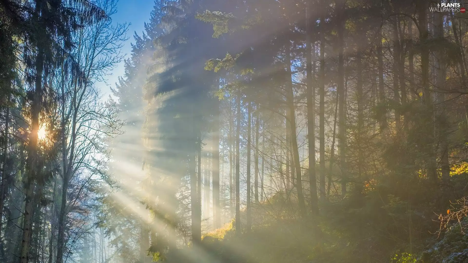 viewes, forest, Fog, light breaking through sky, Sunrise, trees