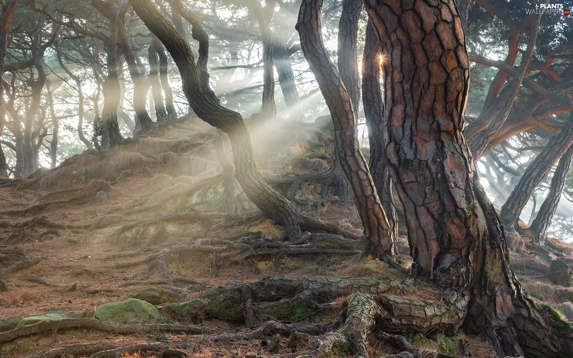 viewes, Hill, roots, light breaking through sky, pine, trees