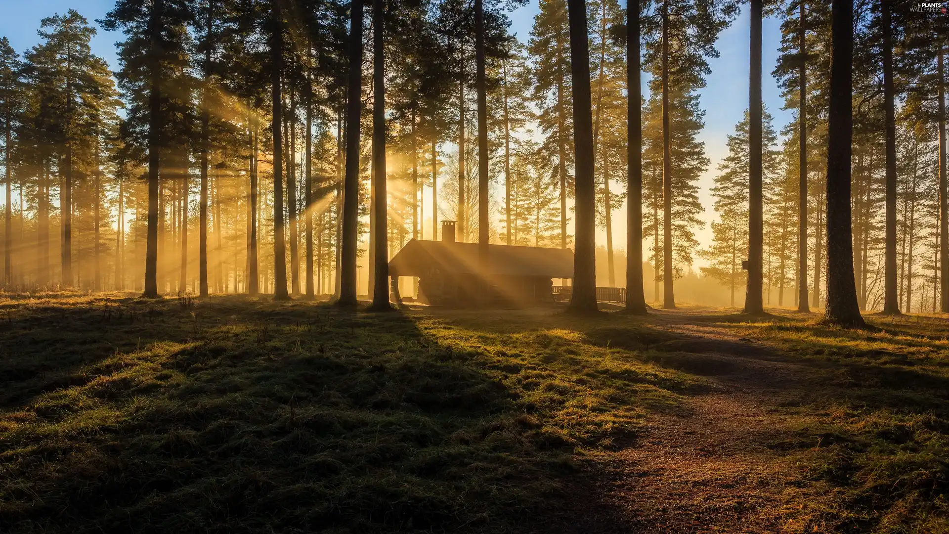 viewes, house, grass, light breaking through sky, forest, trees