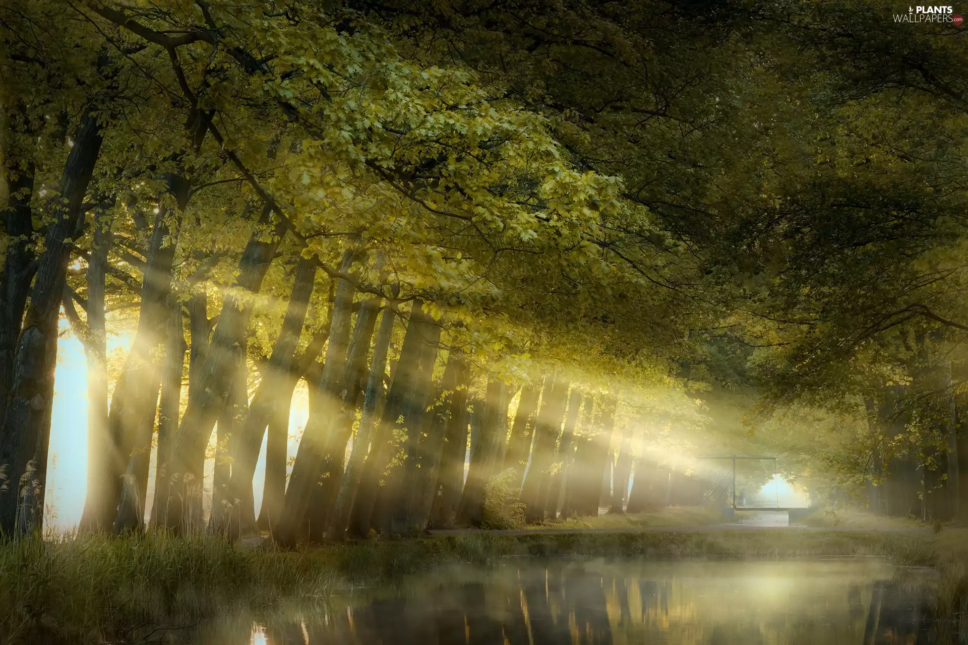 viewes, Park, Fog, light breaking through sky, River, trees