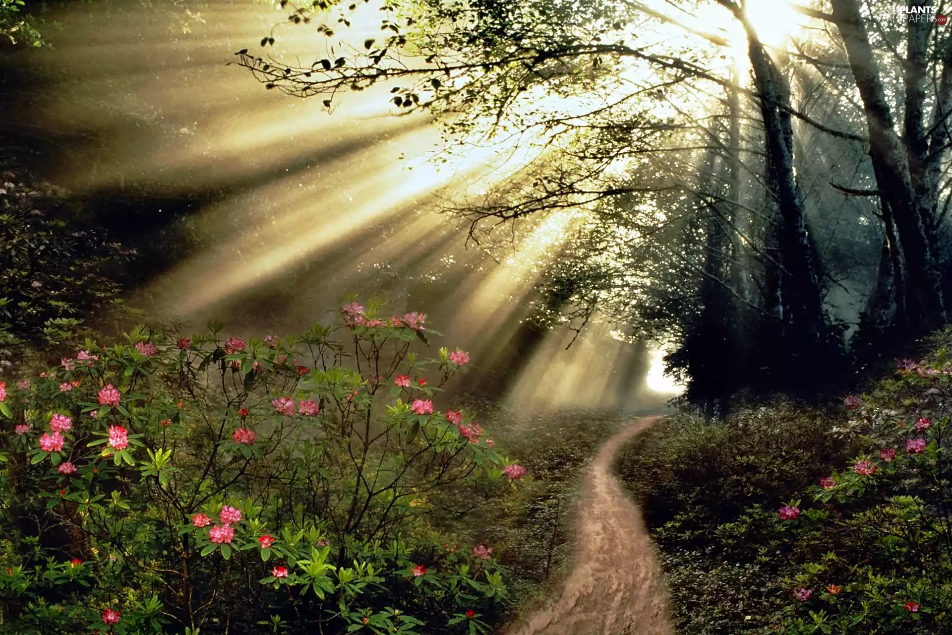 viewes, Way, Rhododendron, light breaking through sky, flourishing, trees