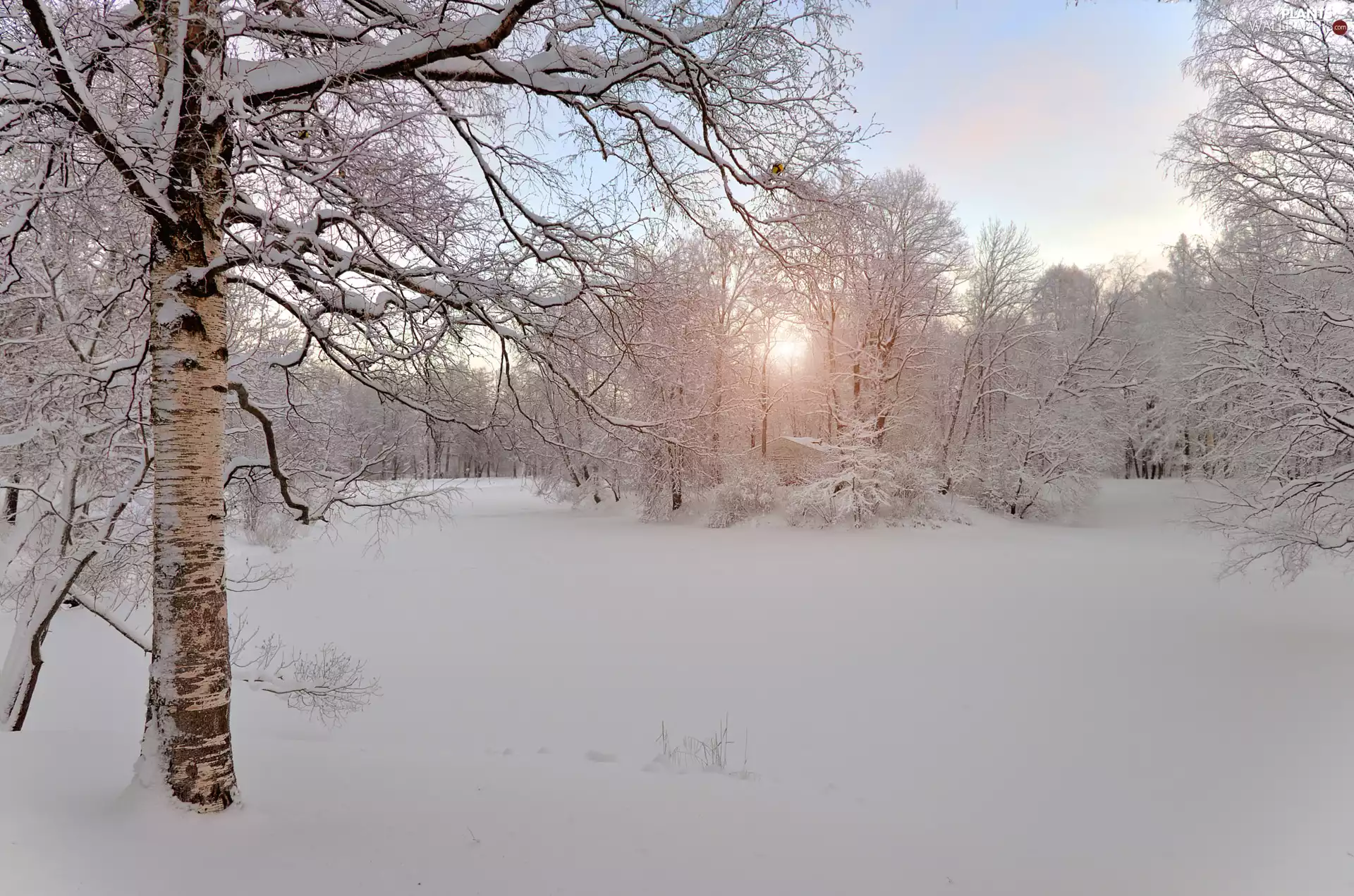 viewes, winter, snow, light breaking through sky, birch, trees