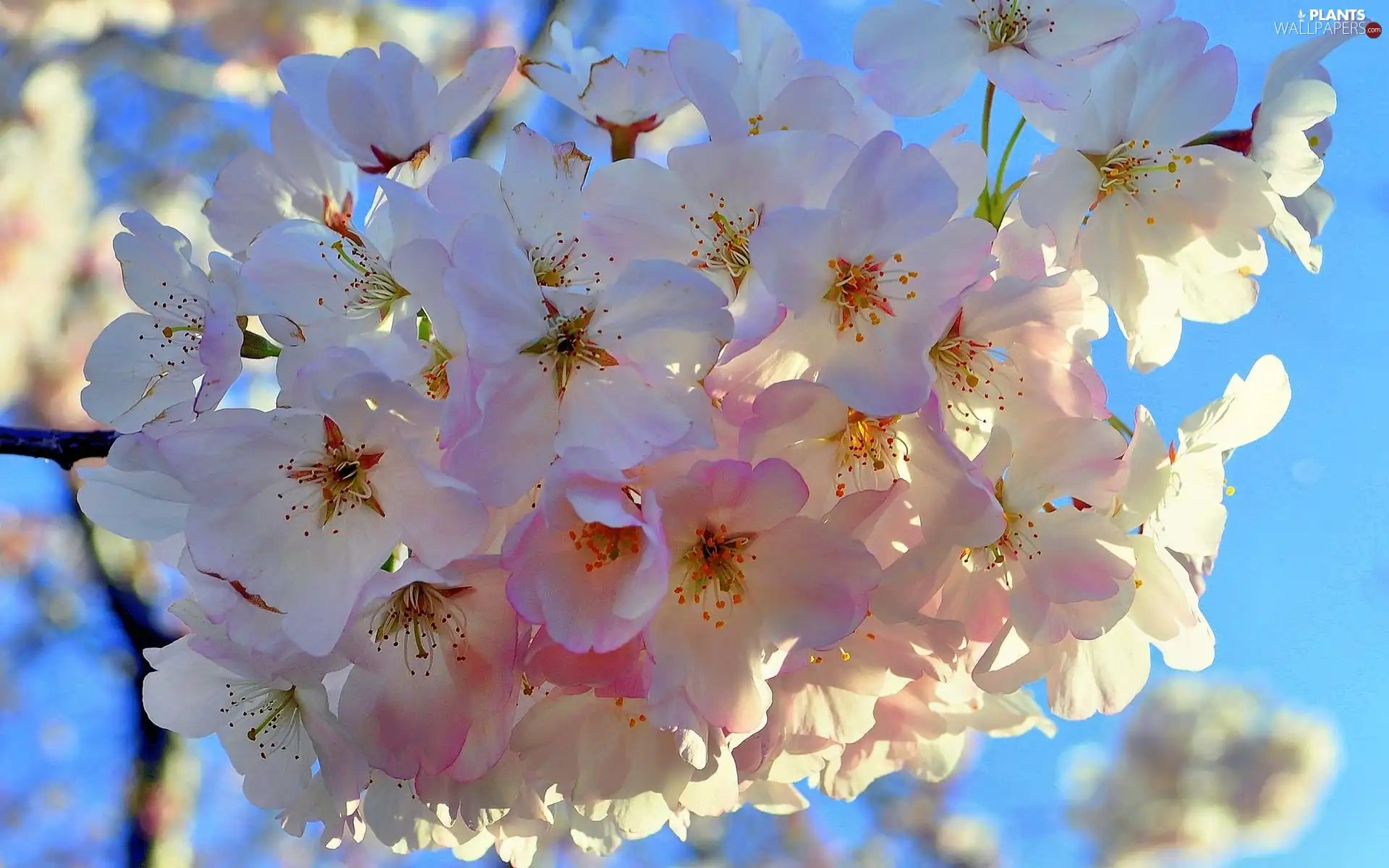 fruit, Blossoming, viewes, Sky, trees, twig