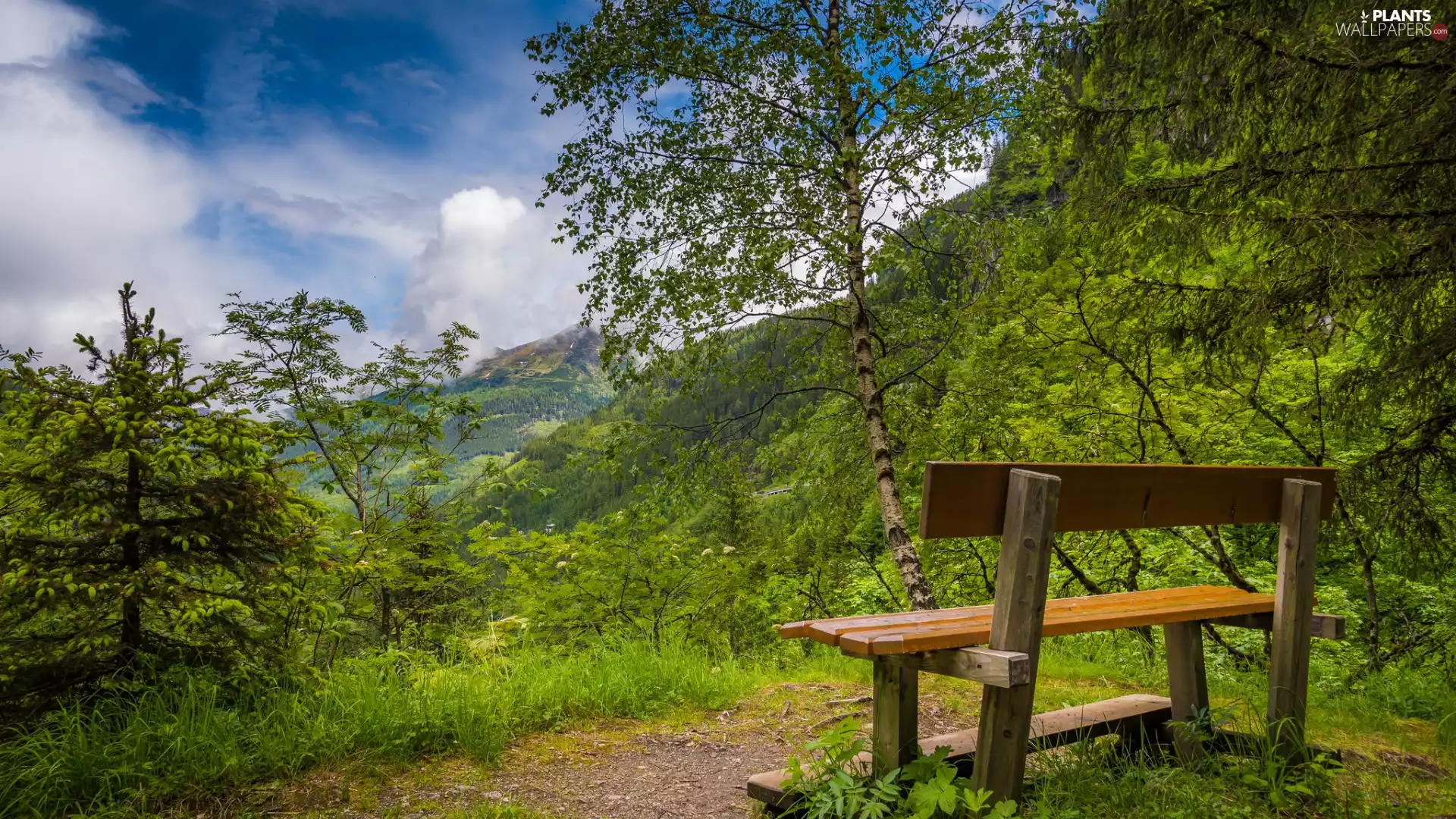 green, trees, Sky, viewes, forest, Bench, clouds
