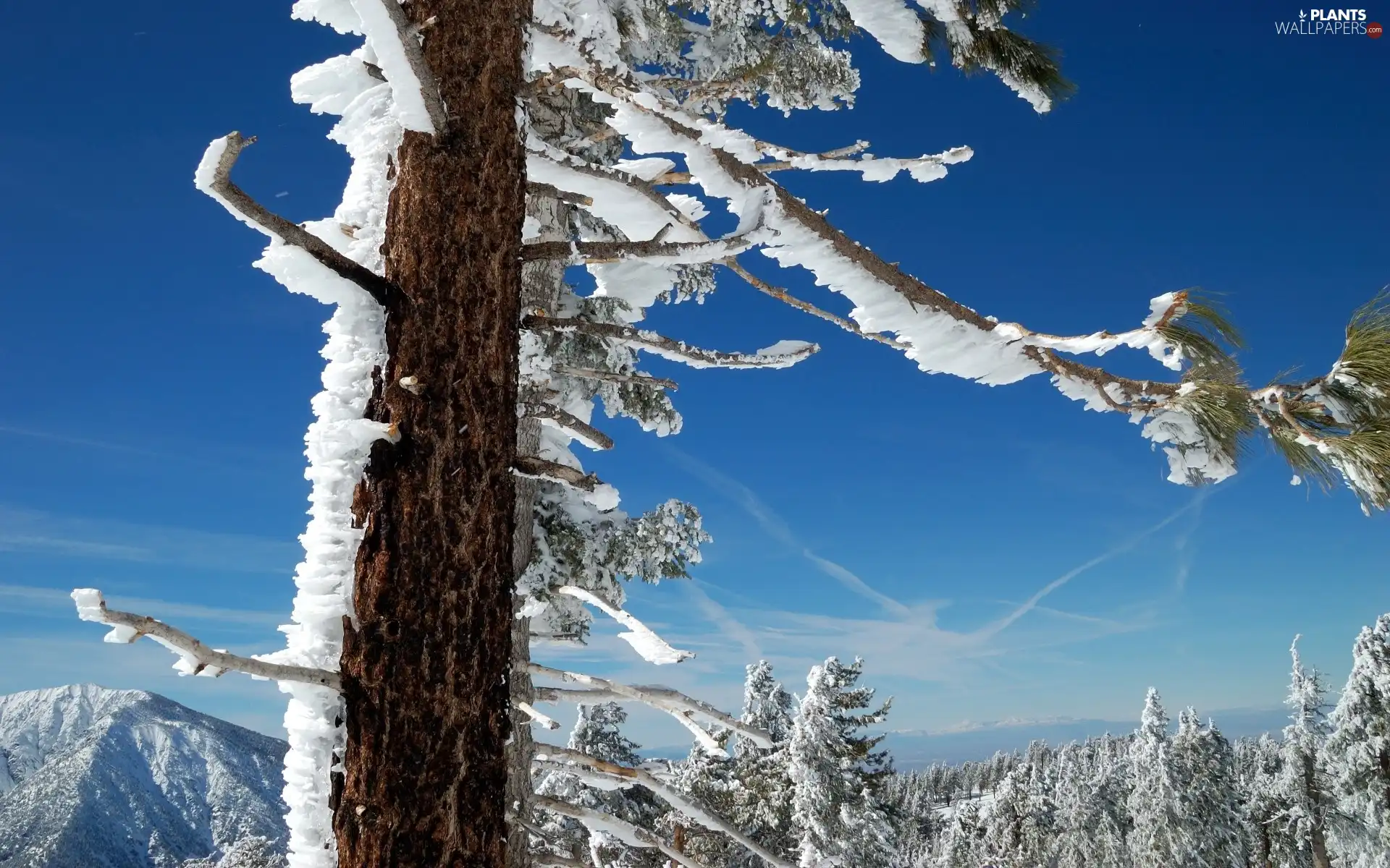 viewes, Sky, Snowy, trees, winter