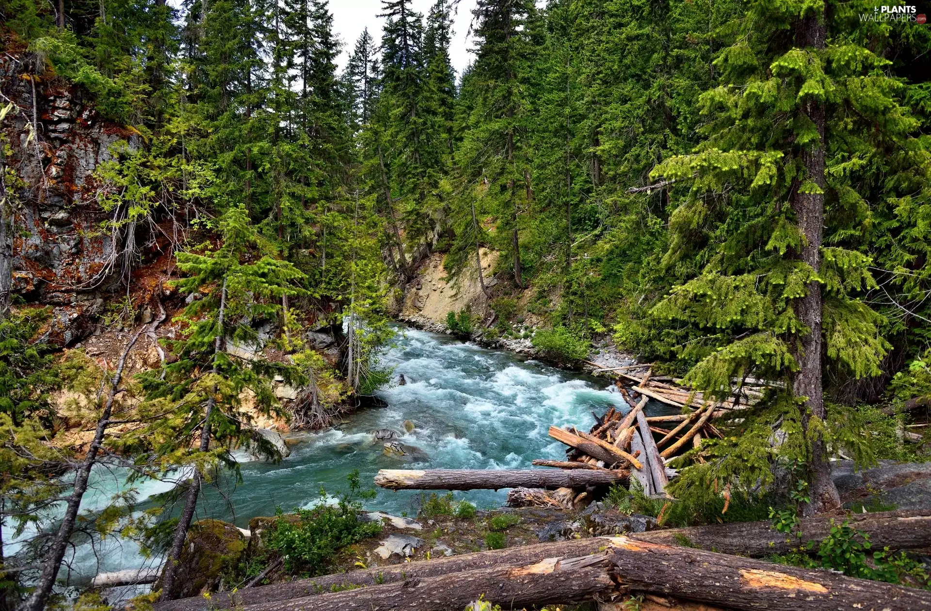 River, forest, trees, viewes, broken, Slopes