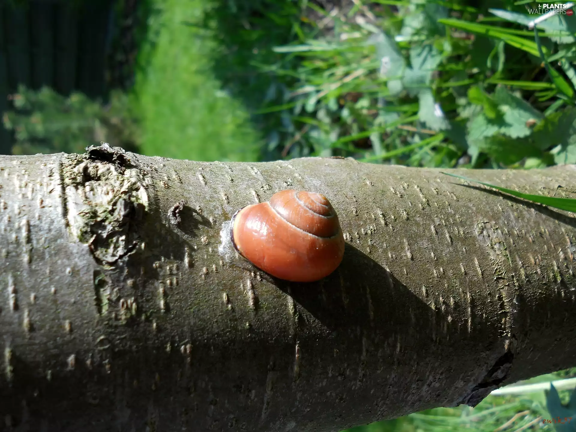trees, viewes, snail, trunk, Glued