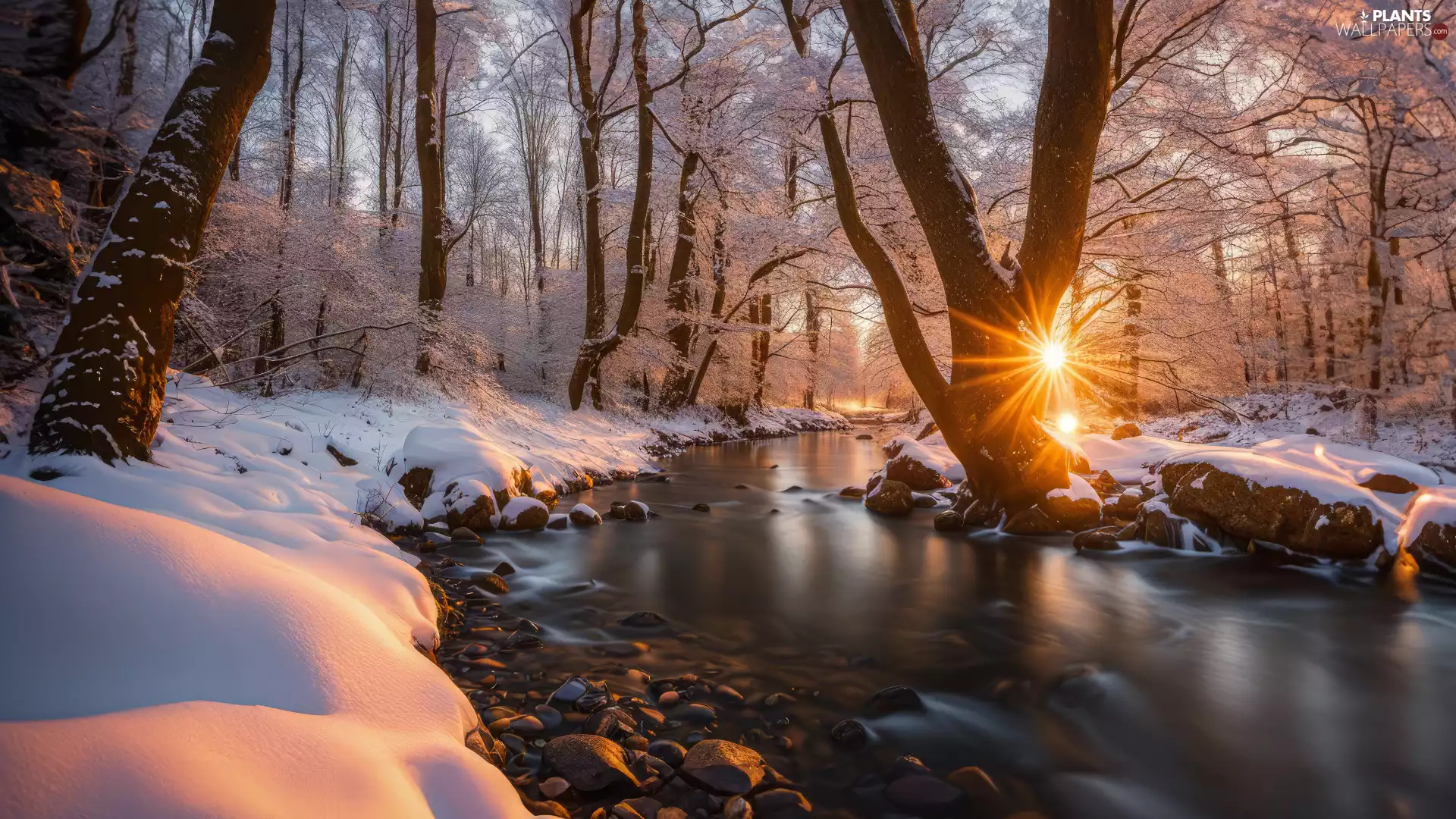 frosty, trees, rays of the Sun, viewes, snow, forest, winter, River