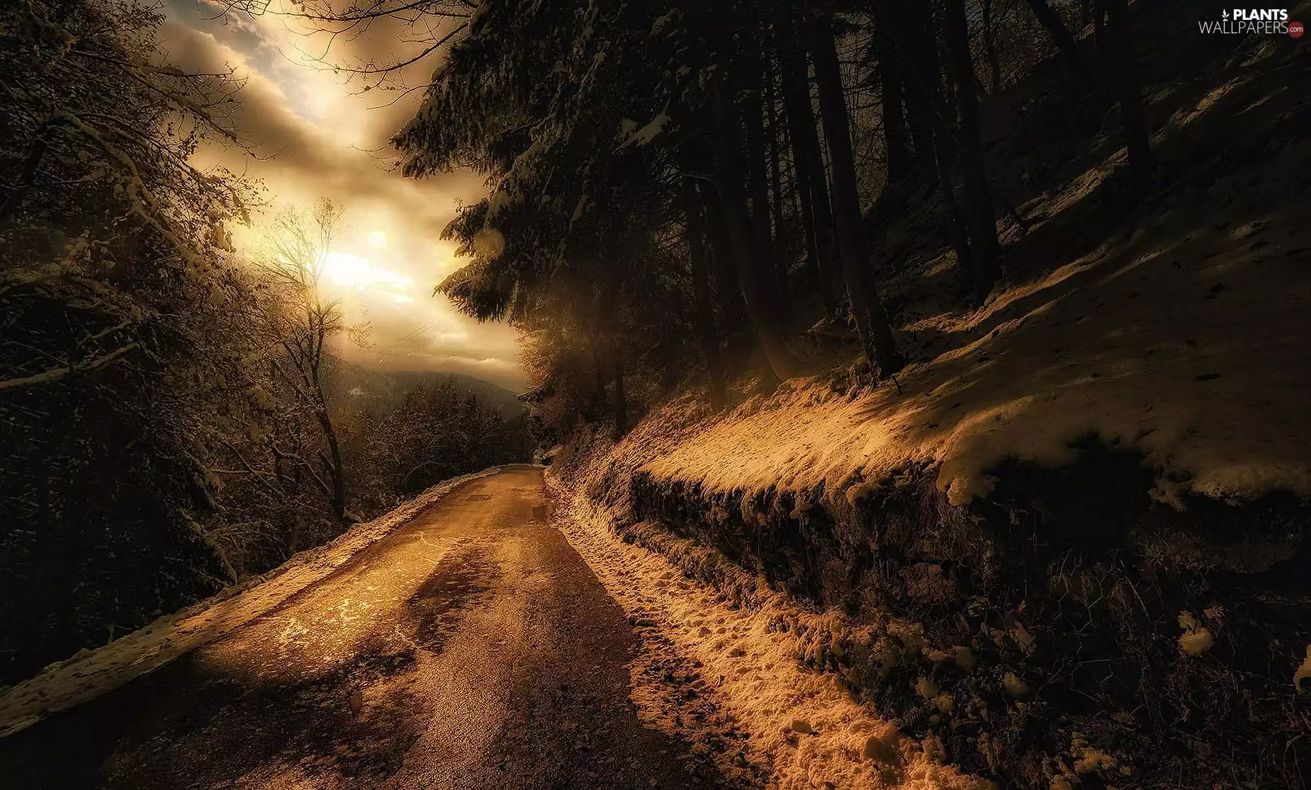 Way, scarp, snow, trees, winter, sun, west, viewes