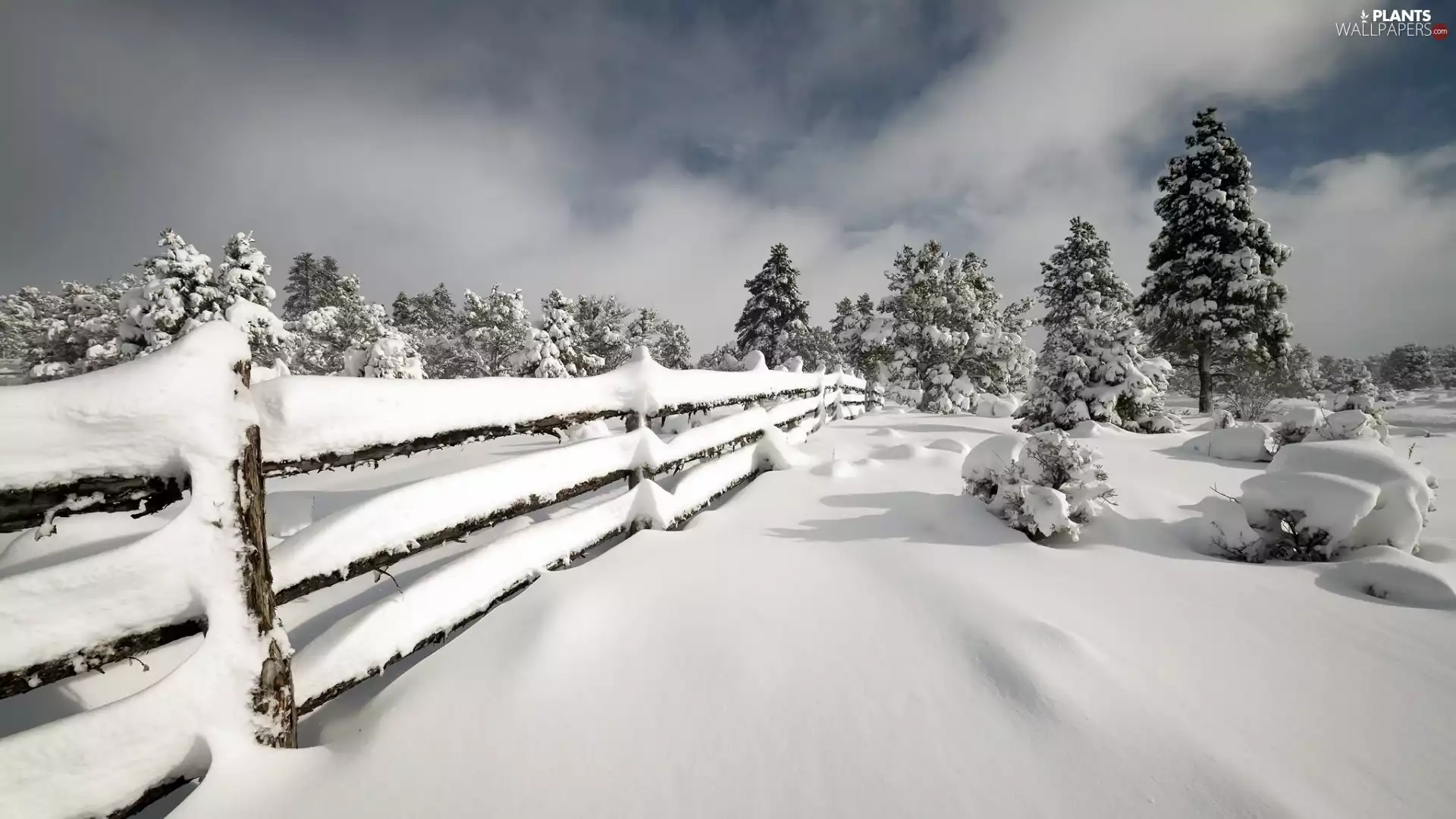 Conifers, winter, trees, viewes, Fance, snow