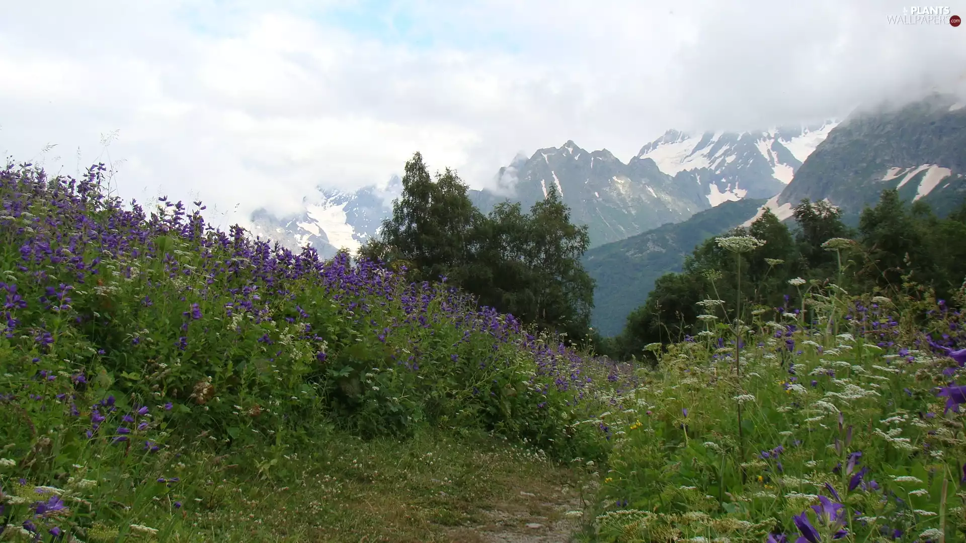 Flowers, Mountains, trees, viewes, Wildflowers, snow