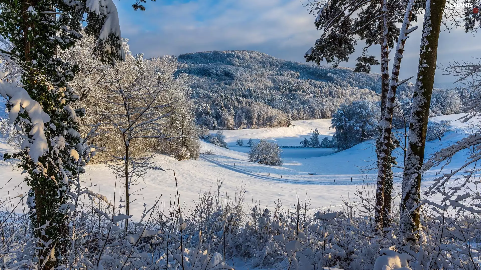 Mountains, winter, trees, viewes, Snowy, snow