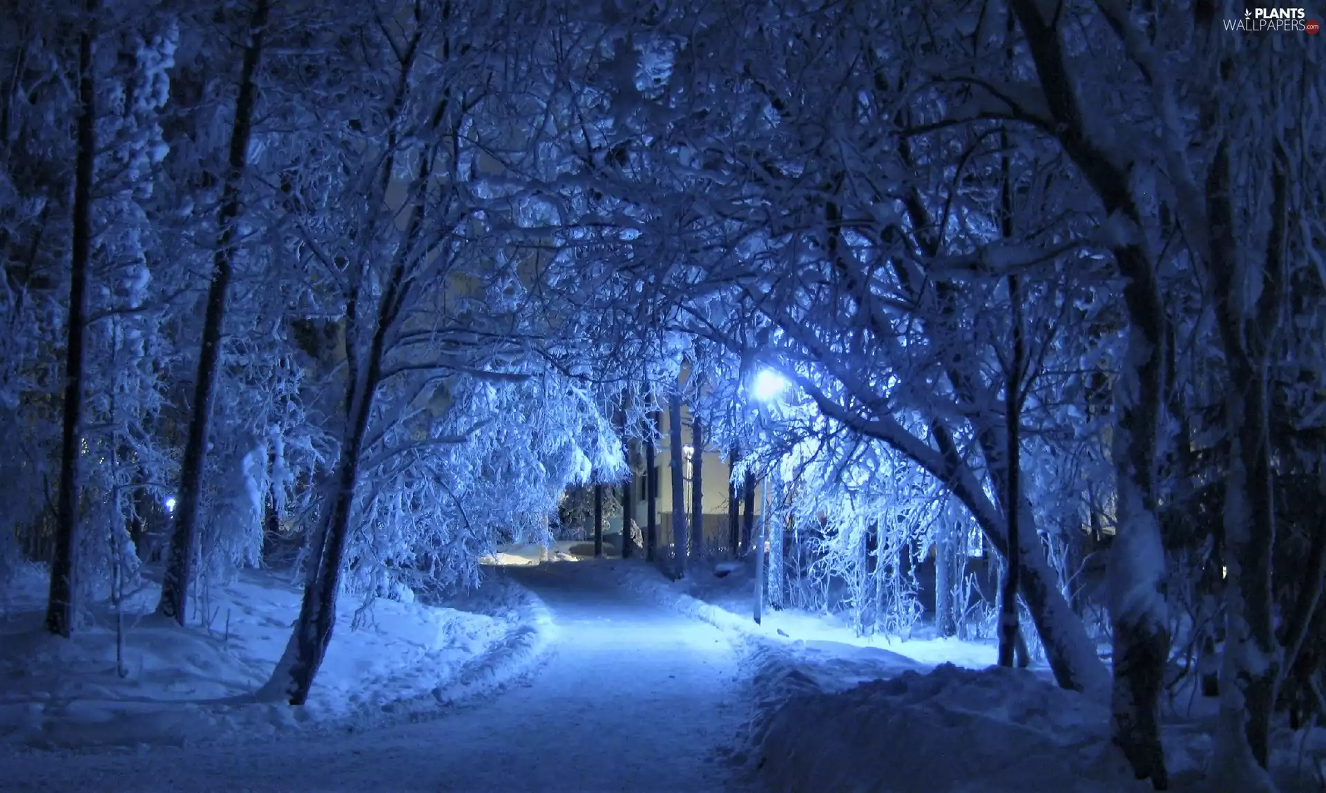 Park, winter, trees, viewes, Way, snow