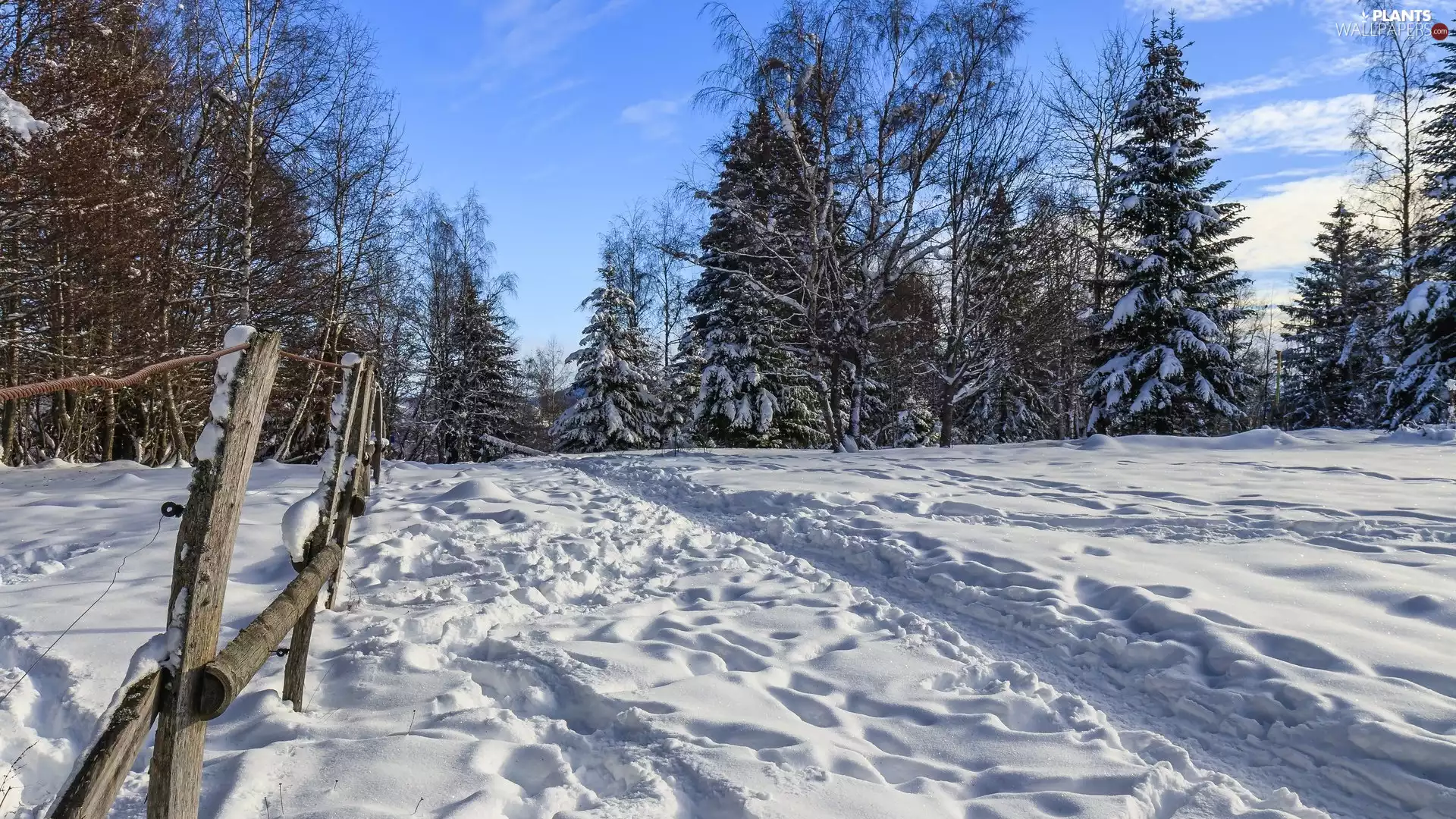 Path, winter, trees, viewes, fence, snow