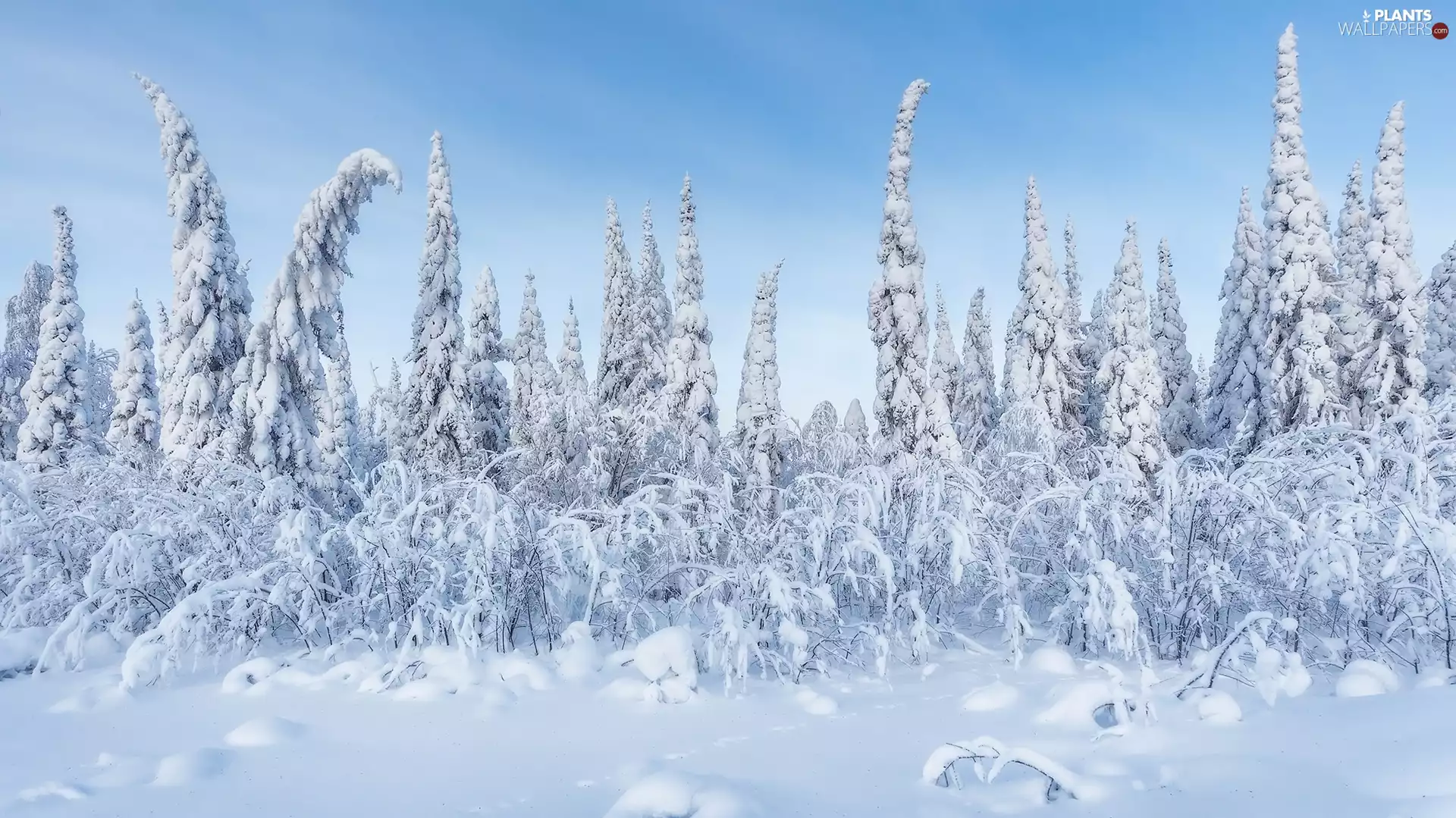 snowy, winter, trees, viewes, Bush, snow