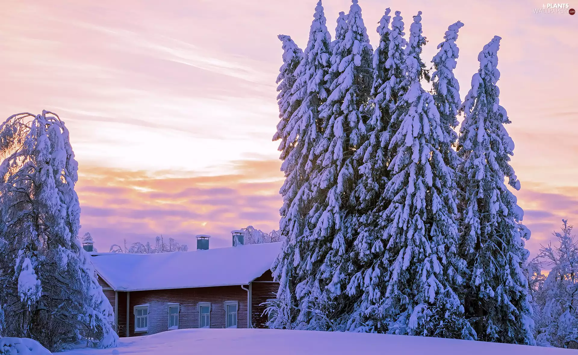 snowy, winter, trees, viewes, house, snow