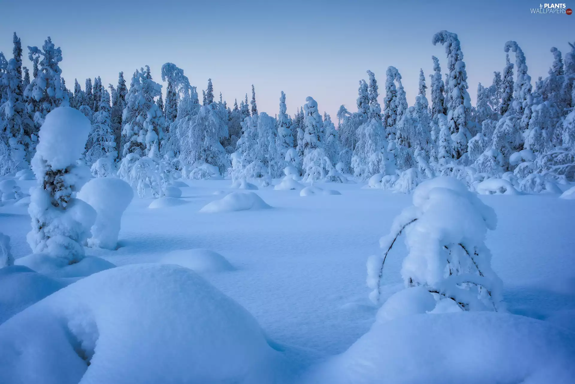 snowy, winter, trees, viewes, Plants, snow