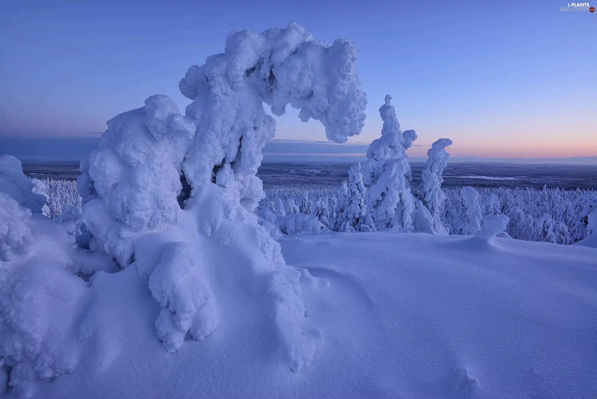 Spruces, winter, trees, viewes, Snowy, snow