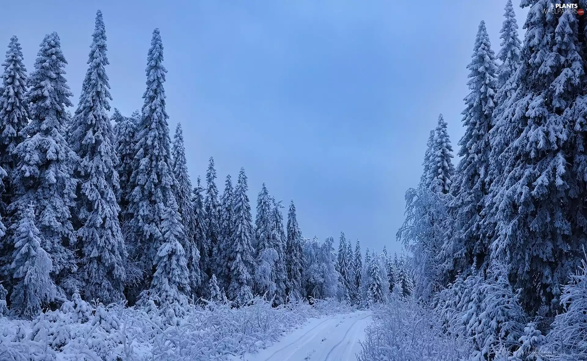 Way, winter, trees, viewes, forest, snow