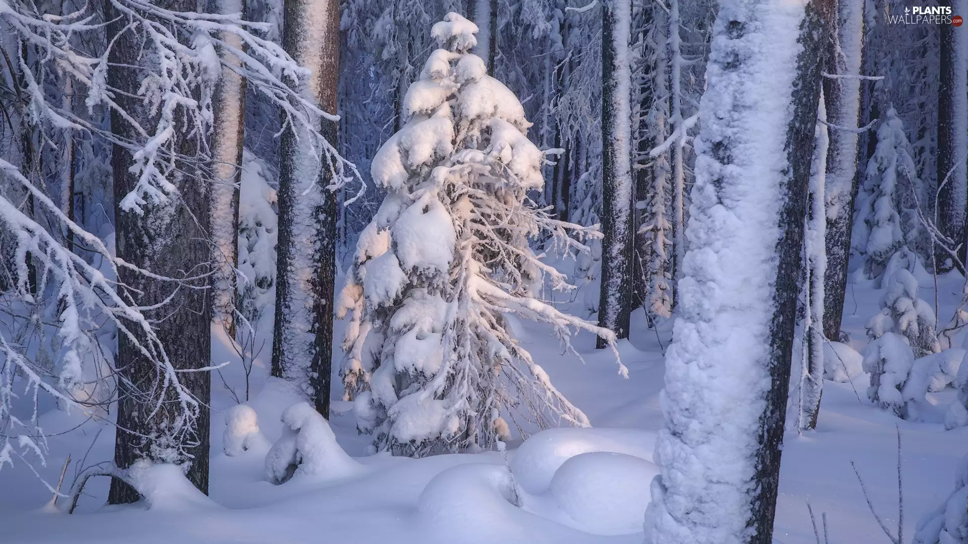 winter, forest, trees, viewes, Snowy, snow
