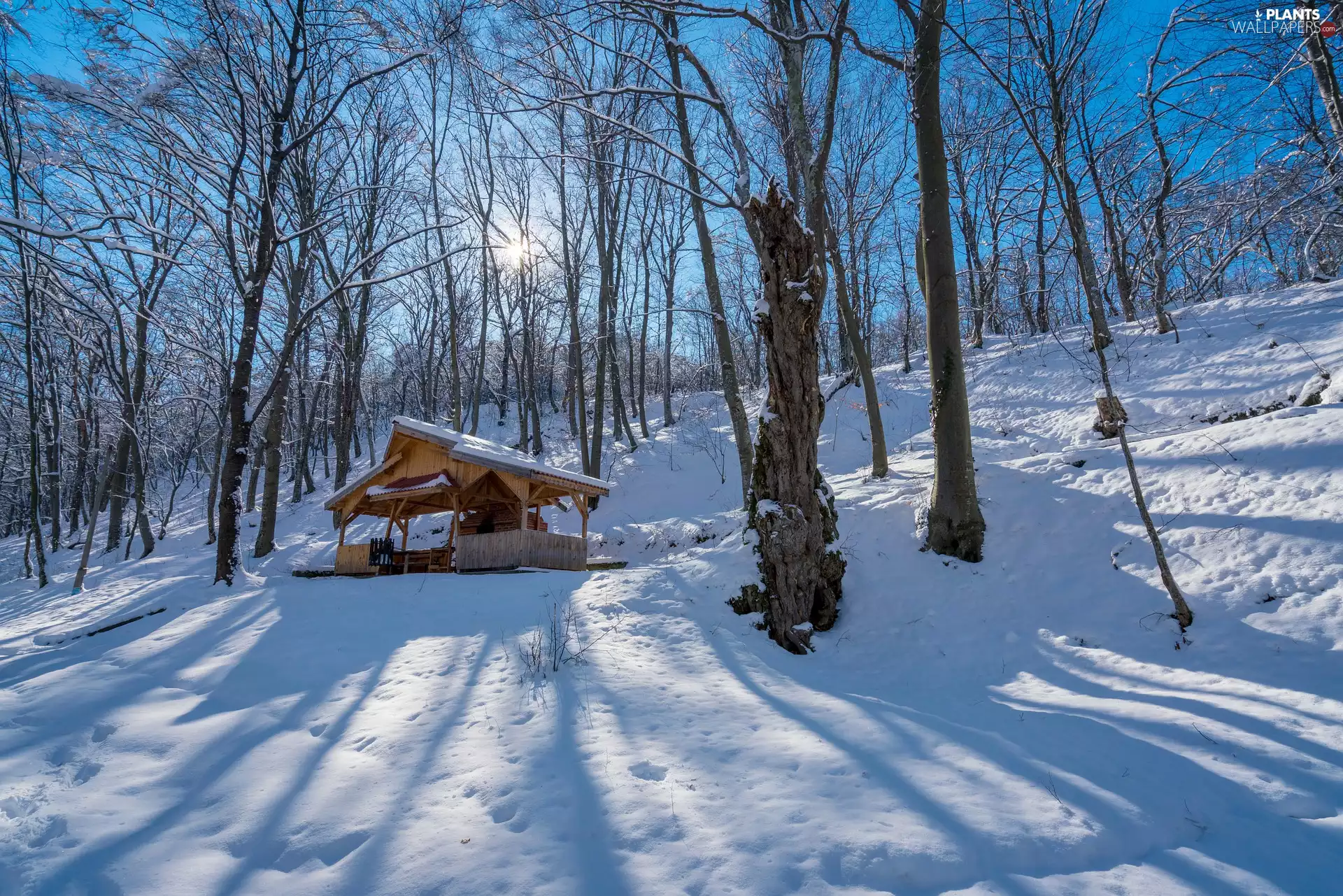 trees, viewes, snow, arbour, winter
