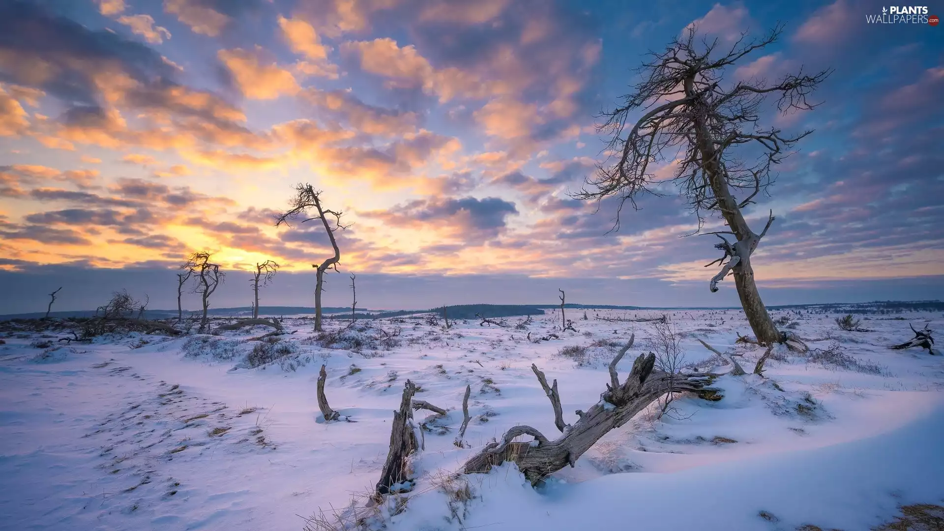 trees, viewes, snow, dry, winter