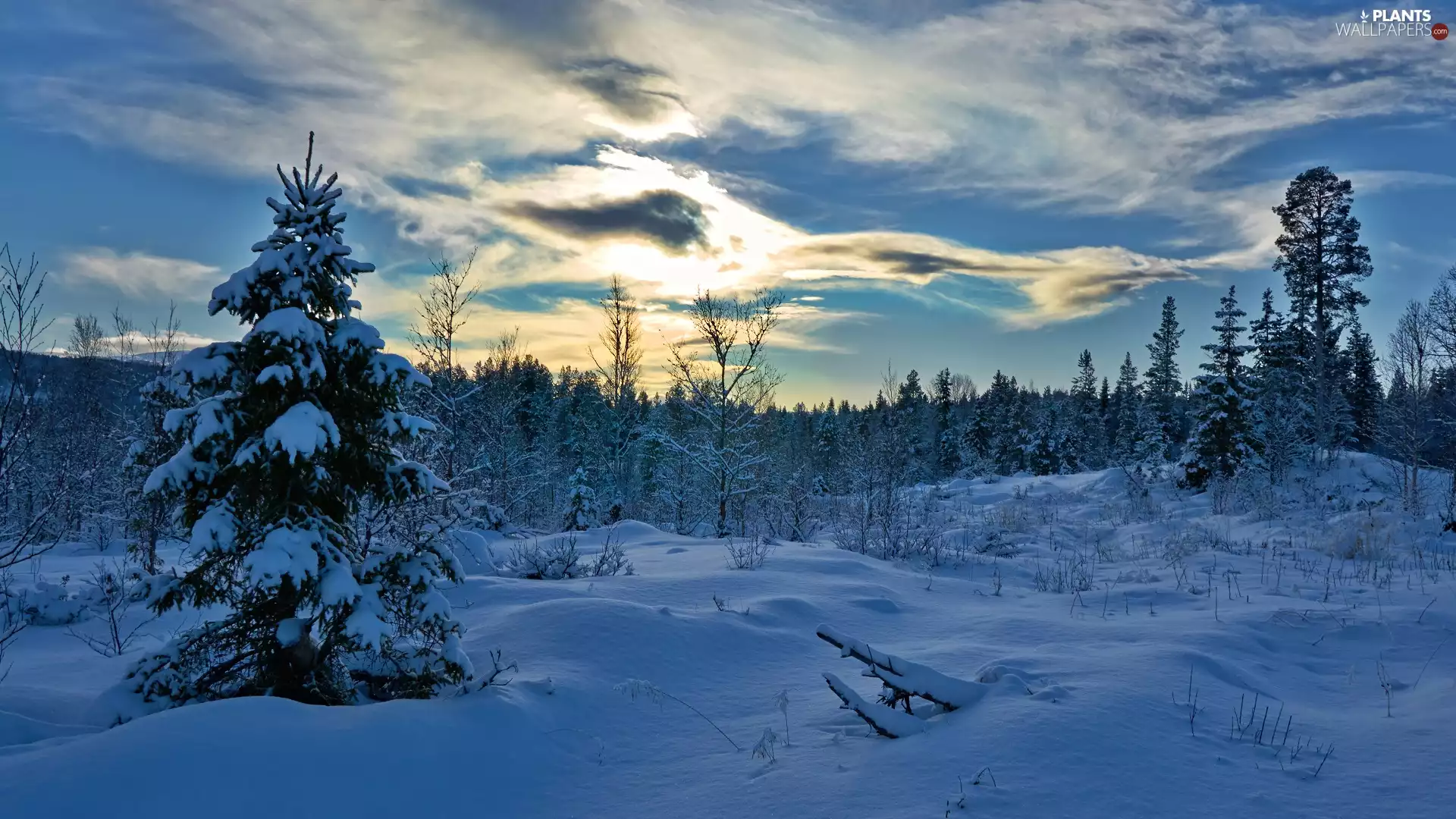 trees, viewes, snow, evening, winter