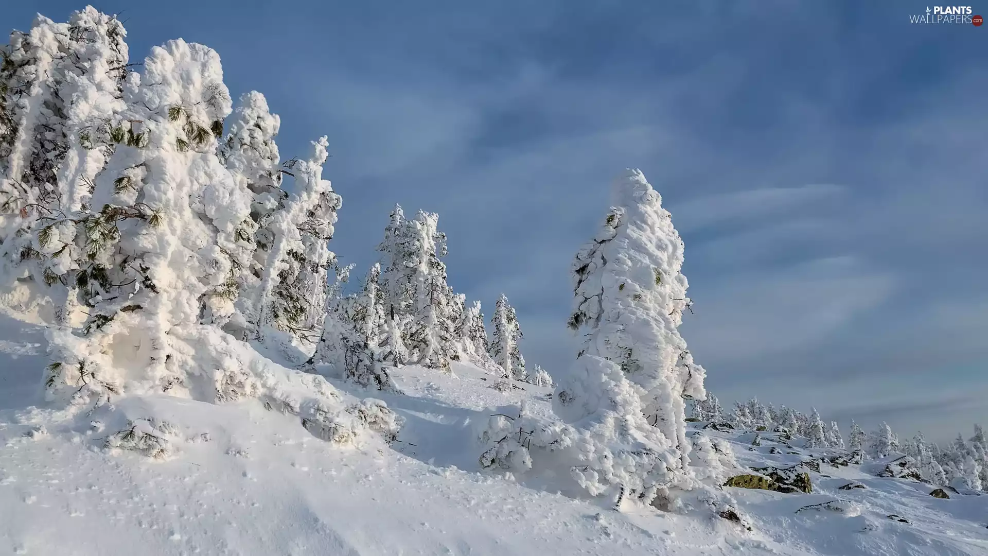 trees, viewes, snow, Hill, winter