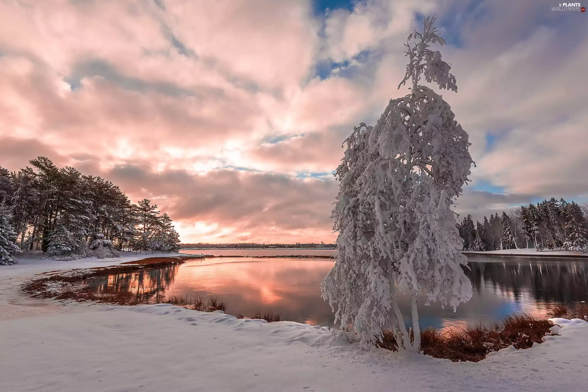 trees, viewes, snow, lake, winter