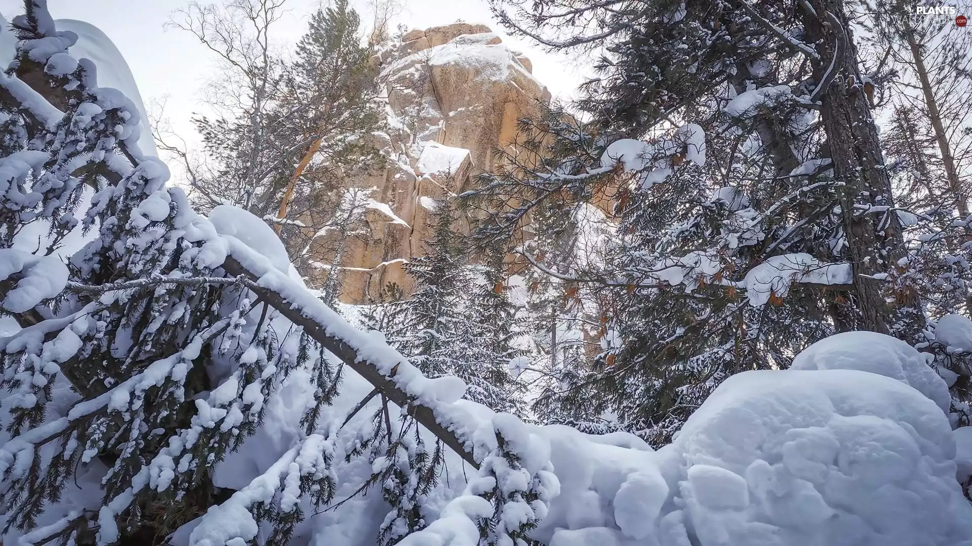 trees, viewes, snow, mountains, winter