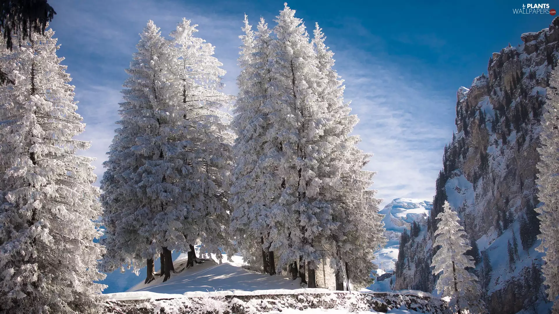 trees, viewes, snow, rocks, winter