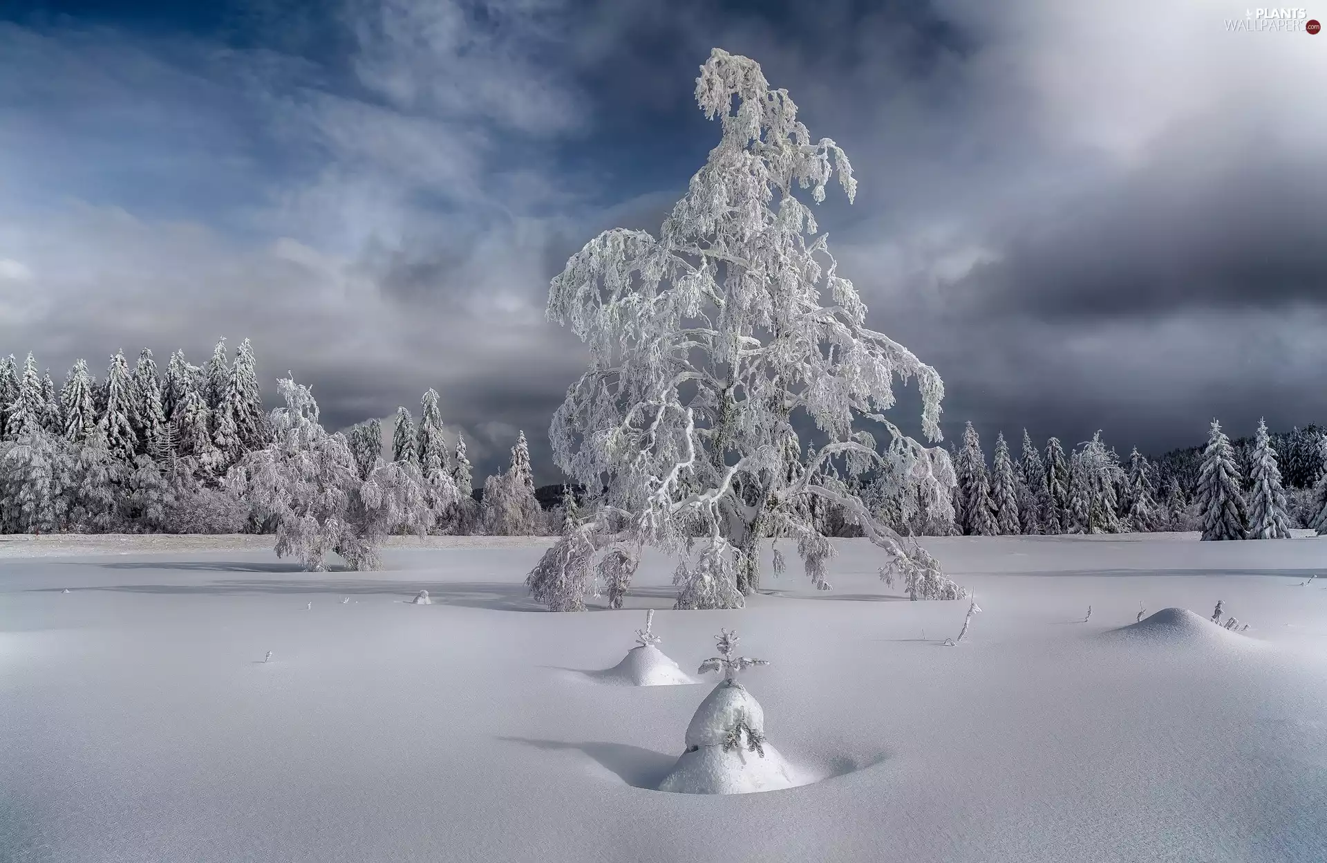 trees, viewes, snow, Snowy, winter